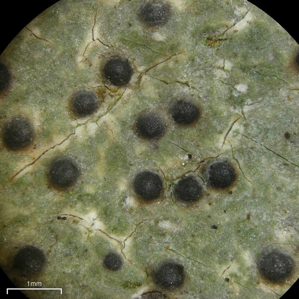 Pyrenula pseudobufonia