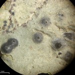 Pyrenula pseudobufonia