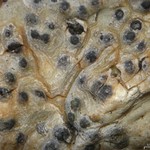 Pyrenula pseudobufonia