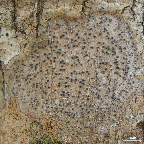 Pyrenula pseudobufonia