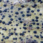 Pyrenula pseudobufonia
