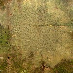 Pyrenula punctella