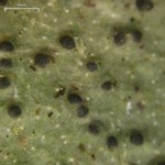 Pyrenula punctella