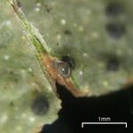 Pyrenula punctella