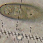 Pyrenula punctella