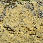 Pyrrhospora quernea