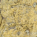 Pyrrhospora quernea
