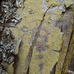 Pyrrhospora quernea