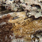 Pyrrhospora quernea