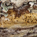 Pyrrhospora quernea