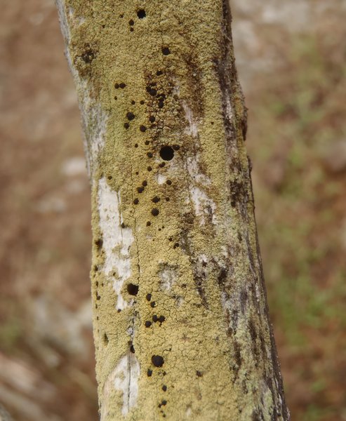 Pyrrhospora quernea