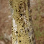 Pyrrhospora quernea