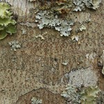 Pyrrhospora varians