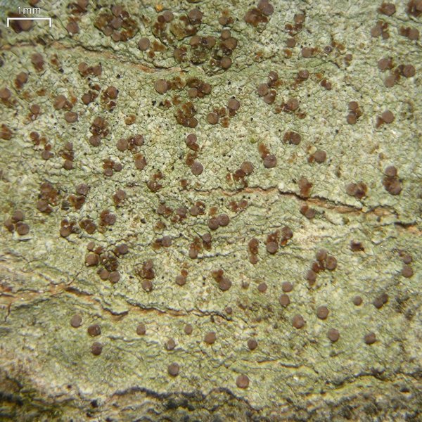 Pyrrhospora varians