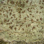 Pyrrhospora varians