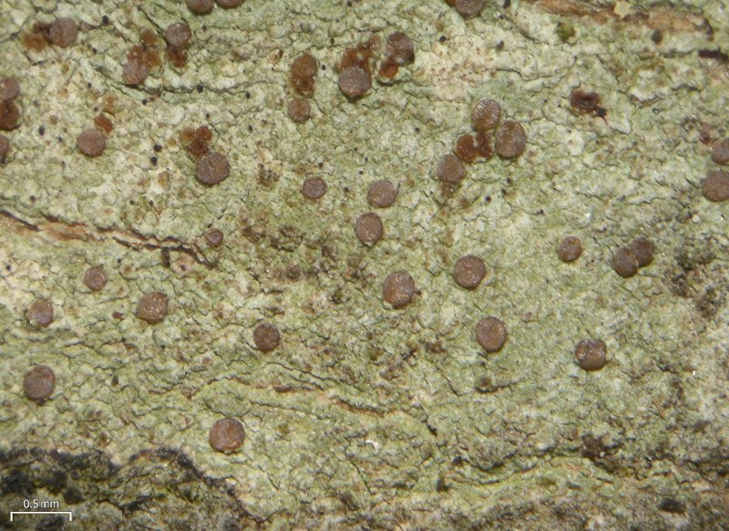 Pyrrhospora varians