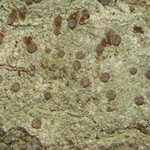 Pyrrhospora varians