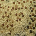 Pyrrhospora varians
