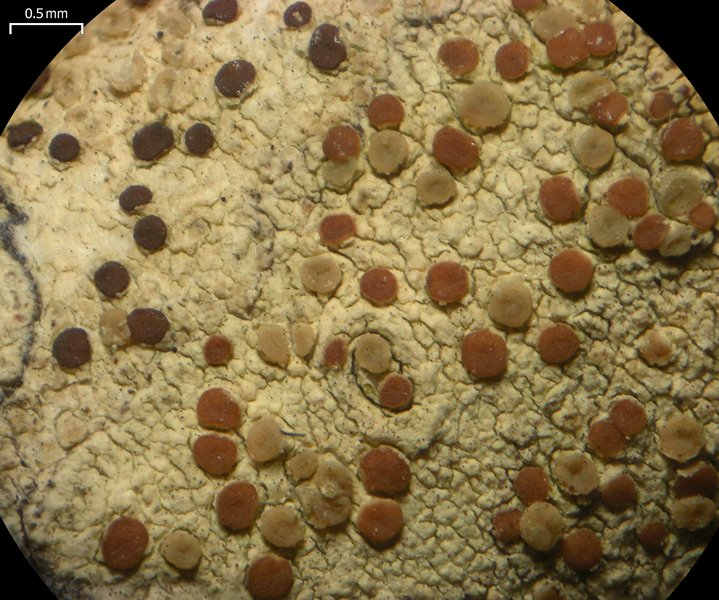 Pyrrhospora varians