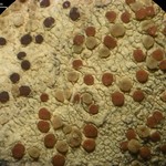 Pyrrhospora varians