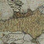 Pyrrhospora varians