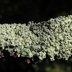 Pyxine albovirens