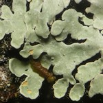 Pyxine albovirens