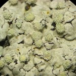 Pyxine albovirens