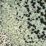 Pyxine berteriana