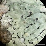 Pyxine berteriana