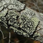 Pyxine berteriana