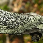 Pyxine berteriana
