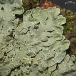 Pyxine caesiopruinosa