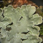 Pyxine caesiopruinosa