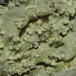 Pyxine caesiopruinosa