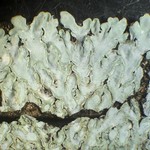 Pyxine cocoes