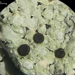 Pyxine cocoes