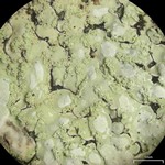 Pyxine cocoes