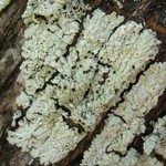 Pyxine cocoes