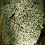 Pyxine eschweileri