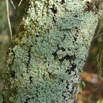 Pyxine eschweileri