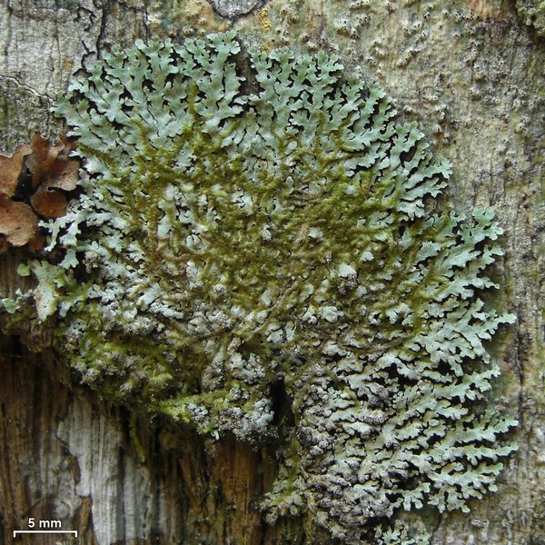 Pyxine eschweileri