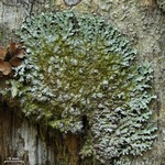 Pyxine eschweileri