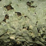 Pyxine eschweileri