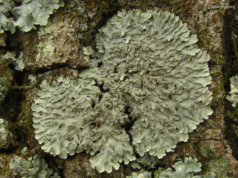 Pyxine sorediata