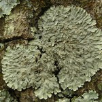 Pyxine sorediata
