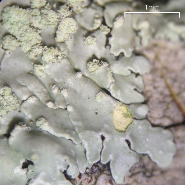 Pyxine sorediata