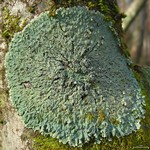 Pyxine sorediata