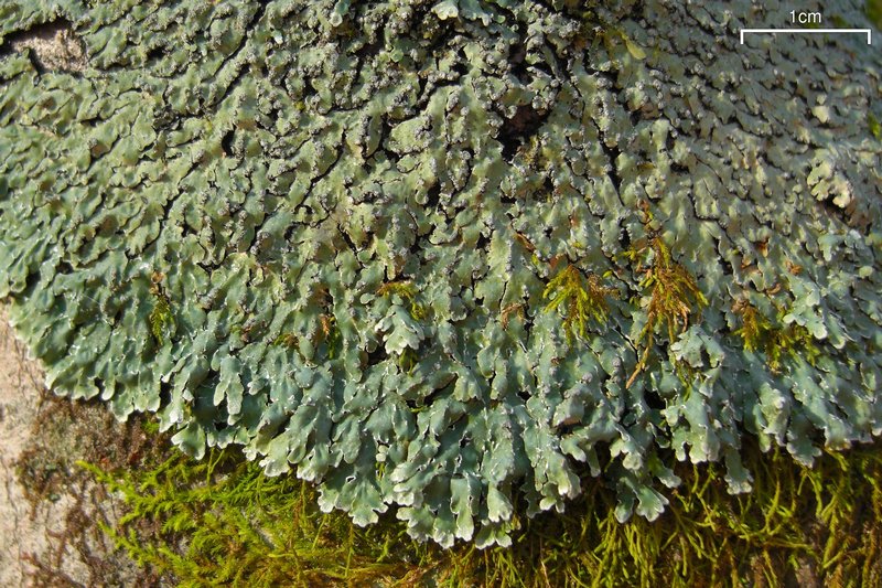 Pyxine sorediata
