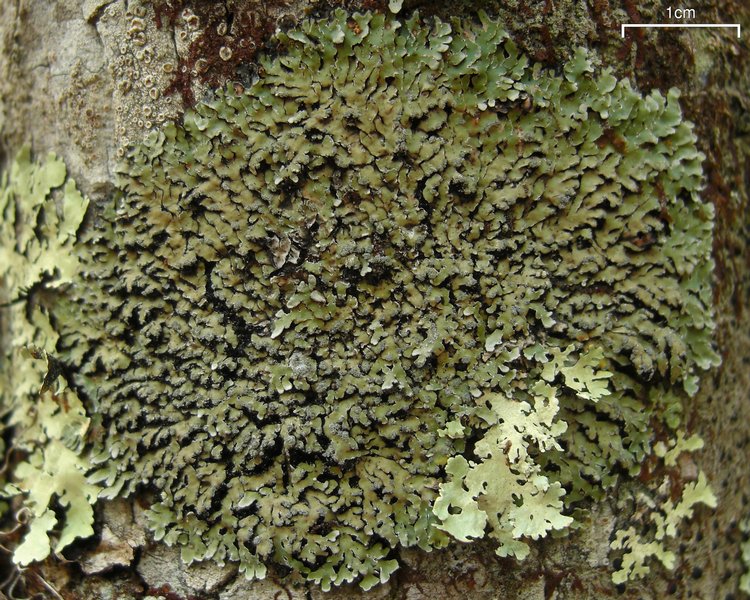 Pyxine sorediata